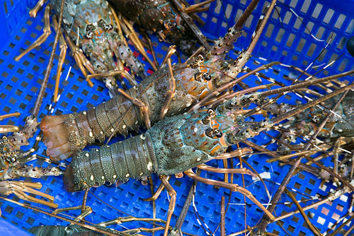 120 món ăn từ tôm hùm sẽ được chế biến tại Lễ hội tôm hùm Cam Ranh