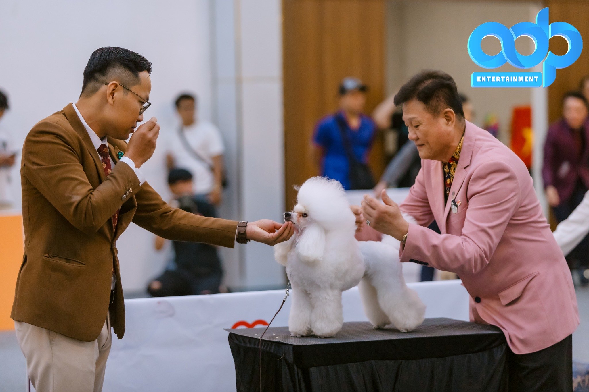 VietNam Championship Dog Show – Đà Nẵng 2025: Giao hòa đam mê, bùng nổ cảm xúc cùng pháo hoa quốc tế