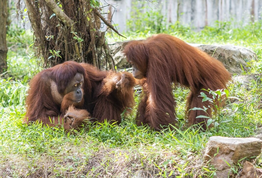 Từ hơn 4000 cá thể đến Mạng Lưới Bảo Tồn Quốc Tế Vinpearl Safari đã đi xa đến đâu sau hơn một thập kỷ 1